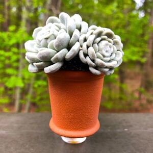 Bath & Body Works Wallflower Plug In POTTED SUCCULENT